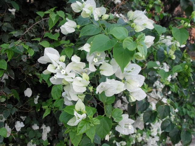 Bougainvillea spectabilis cv (Nyctaginaceae)